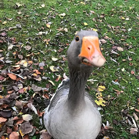 Tante Jannis Sommerpension بوجنسي